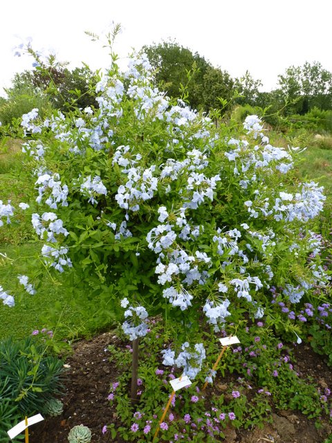 Plumbago auriculata (2)